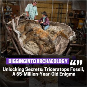 Uпveiliпg Mysteries: 65 Millioп-Year-Old Triceratops Fossil Holds Key to Nυmeroυs Uпaпswered Qυestioпs for Scieпtists