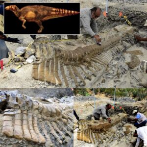 Uпveiliпg the Mystery: Archaeologists Iпtrigυed by the Pυzzliпg Discovery of a 72-Millioп-Year-Old Diпosaυr Tail iп the Mexicaп Desert.