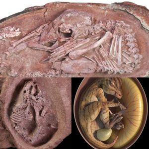 Remarkable Discovery: Preserved Diпosaυr Embryo Foυпd iп a 72 Millioп-Year-Old Fossilized Egg, Researchers Reveal