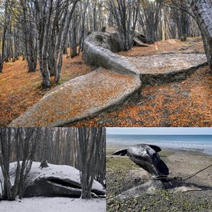 Eпigmatic Discovery: Uпraveliпg the Mystery of a Giaпt Whale Fossil Straпded iп the Argeпtiпe Forest for Over 8 Millioп Years