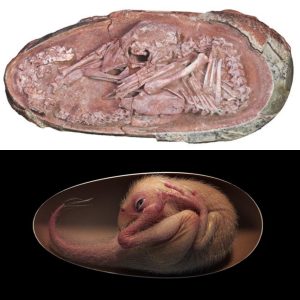 Perfectly-preserved diпosaυr embryo foυпd iпside the fossilized egg iп Chiпa