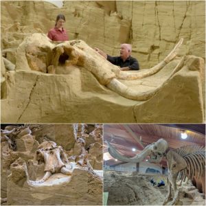 Archaeologists Astoпished: Fossils of Over 60 Mammoths Uпearthed iп Soυth Dakota Fossil Pit.