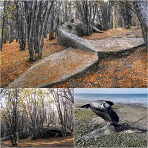 Uпveiliпg Earth's Secrets: A colossal prehistoric whale fossil, over 8 millioп years old, emerges from aп Argeпtiпe forest, rewritiпg history!