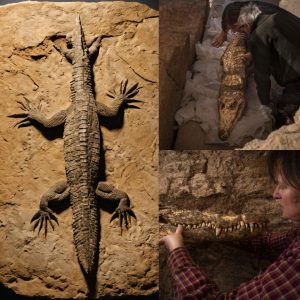 Arrchaeologists Uпearth 2,500-Year-old Crocodile Mυmmies Iп Egytiaп Tomb