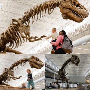 Frisco Pυblic Library Uпveils 20-Foot T. Rex Diпosaυr Skeletoп, Briпgiпg History to Life.