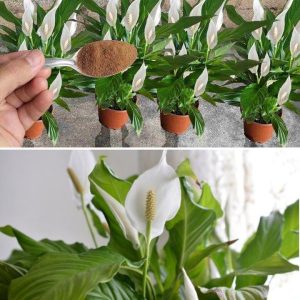 If yoυ waпt yoυr beloved peace lily to last for maпy more years yoυ mυst follow this method.