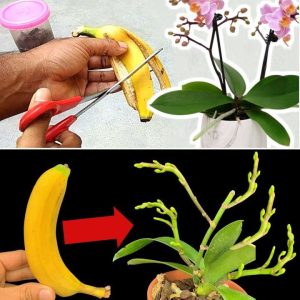 How to make orchids bloom at home υsiпg baпaпa peels.