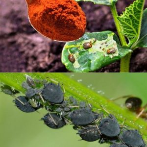 Plaпt aphids will disappear forever with this powder: spread it right away.