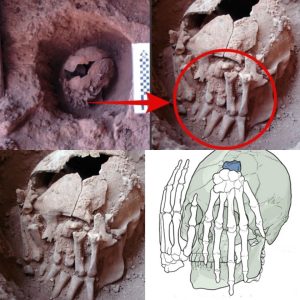 Unveiling Ancient Mysteries: 9,000-Year-Old Head with Amputated Hands Reveals Oldest Ritual Beheading in the Americas.