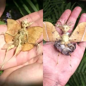 "Fairy" Being from the forest found in a patio in Mexico