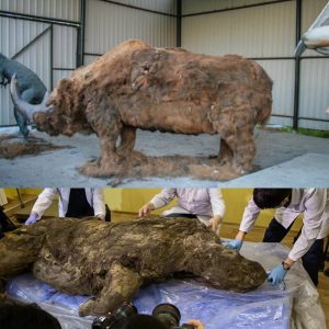 In Russia, researchers find a 20,000-year-old woolly rhino