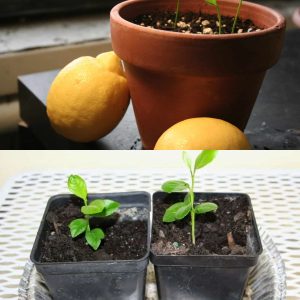 5 Steps To Grow A Lemon Seed Into A Fruitful Tree