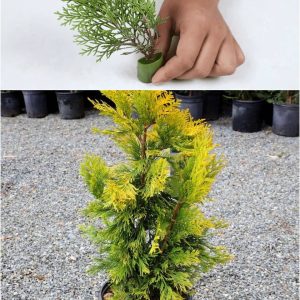 How To Grow New Thuja Plants From Cuttings With Aloe Vera Gel