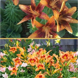 How To Grow Lilies From Seeds: A Step-by-Step Tutorial