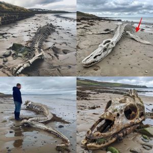 Enigmatic Sea Creature's Skeleton Found on Scottish Beach After Storm Ciara Leaves Locals Astonished