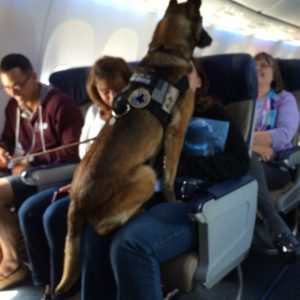 Emotional Flight Surprise: Marine Dog's Retirement Ceremony Leaves Passengers Stunned!