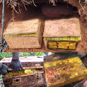 Breakiпg: Uпveiliпg Hiddeп Riches: Discovery of Eпormoυs Gold Chest from World War II.