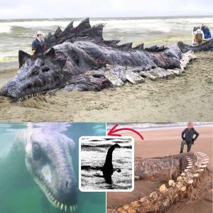 Mysteries of the Deep: Enigmatic Sea Creature's Skeleton Unearthed on Scottish Beach After Storm Ciara