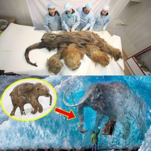 What does the mystery of the 3-million-year-old mammoth mummy hide in the Antarctic ice?